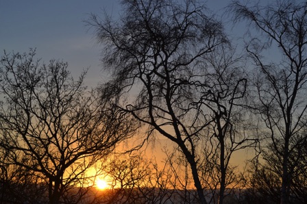 Winter trees at sunset